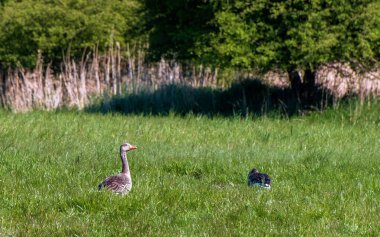 Sıcak bir yaz sabahı çimde dinlenen kazlar.