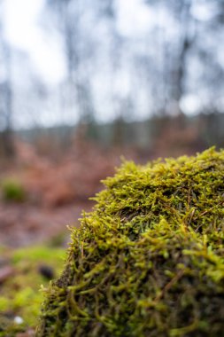 Parlak yeşil yosun tabakasıyla kaplı, ormandaki büyük bir kayanın detaylı bir yakın çekimi. Yosun dokusu merkezi odak noktasıdır. Küçük, karmaşık büyümesi yumuşak ve düz olmayan bir yüzey yaratır..