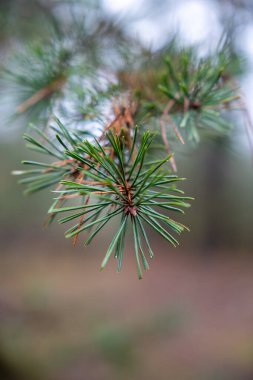 Ahşap bir tavanda kancalardan sarkan kurumuş çiçek ve bitkilerin detaylı, yakından çekilmiş bir fotoğrafı. Düzenleme, hassas beyaz bebek nefesi, uzun kurumuş yapraklar ve çeşitli bitkiler içeriyor..