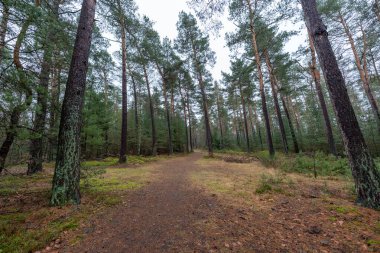 Geniş açılı, göz hizasında sakin bir ormanın içinden geçen bir yolun görüntüsü. Yol kahverengi yapraklardan oluşan yoğun bir halı ve biraz yeşil yosun ile kaplıdır. Her iki taraftaki ağaçlar uzun çam ağaçları ve çıplak yaprak döken ağaçların karışımı..
