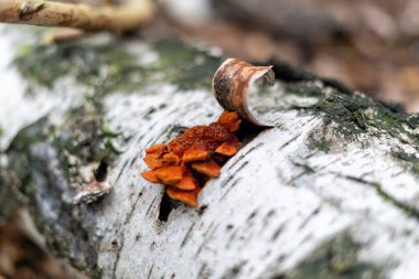 Bu makro çekim, orman zeminindeki bir huş ağacının kendine özgü beyaz kabuğundan çıkan küçük, çarpıcı bir portakal mantarı kümesini yakalar. Mantarın karmaşık dokusu kabuk soyma ve katmanlı kabukla çok güzel zıtlaşıyor..