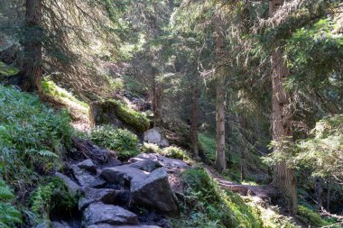 Engebeli bir yürüyüş yolu sakin bir dağlık ormanda yumuşak bir yamaçtan yukarı doğru esiyor. Yol, geniş, yosun kaplı kayalar ve açıkta kalan köklerle karakterize edilir ve doğal ve zorlu bir yol yaratır. Güneş ışığı yoğun gölgeliklerde akar..