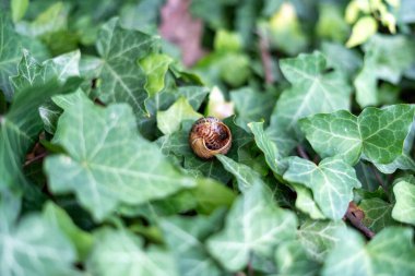 Ayrıntılı bir makro çekim atılmış bir salyangoz kabuğunun derinliklerine yerleştirilmiş küçük bir tırtıl ya da larvayı ortaya çıkarıyor. Karmaşık sarmal kabuk, güzel desenleriyle, canlı yeşil sarmaşık yapraklarından bir yatakta yatıyor..