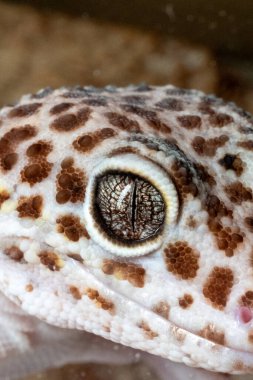 Şaşırtıcı derecede detaylı bir makro fotoğraf bir leopar kertenkelesinin karmaşık göz ve dokulu derisini yakalar. Görüntü sürüngenin eşsiz dikey gözbebeğini ve göz bebeğinin karmaşık desenini arka planda gösteriyor..
