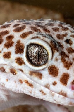 Şaşırtıcı derecede detaylı bir makro fotoğraf bir leopar kertenkelesinin karmaşık göz ve dokulu derisini yakalar. Görüntü sürüngenin eşsiz dikey gözbebeğini ve göz bebeğinin karmaşık desenini arka planda gösteriyor..