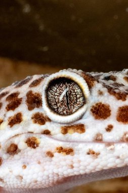 Şaşırtıcı derecede detaylı bir makro fotoğraf bir leopar kertenkelesinin karmaşık göz ve dokulu derisini yakalar. Görüntü sürüngenin eşsiz dikey gözbebeğini ve göz bebeğinin karmaşık desenini arka planda gösteriyor..