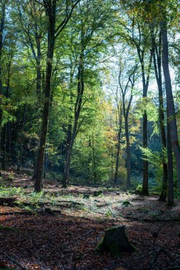 Sonbaharın başlarında bir ormanın büyüleyici dikey fotoğrafı. Benekli güneş ışığı gölgeliklerden süzülüp altın yaprakları aydınlatıyor ve mistik bir parıltı yaratıyor. Yosun kaplı bir ağaç kütüğü kırsal bir orman zemininde oturur..