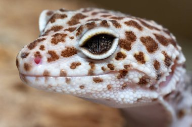 Bir leopar kertenkelenin kafasının çarpıcı bir yan profil çekimi eşsiz ve detaylı özelliklerini gözler önüne seriyor. Fotoğraf, kendine özgü dikey gözbebeği ve karmaşık irisi ile sürüngenin uyarı gözüne odaklanıyor..