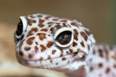 Bir leopar kertenkelesinin etkileyici detaylarını ve tetikte olma ifadesini gözler önüne seren etkileyici bir portresi. Fotoğraf, sürüngenin eşsiz dikey gözbebeklerini ve irislerinin karmaşık dokusunu ustaca yakalıyor..