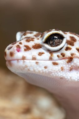 Büyüleyici göz ve eşsiz deri dokusuna odaklanmış, bir leopar kertenkelenin kafasının çarpıcı yan profilli bir fotoğrafı. Görüntü, sürüngenin dikey gözbebeğini ve gözbebeğinin karmaşık desenini yakalar..