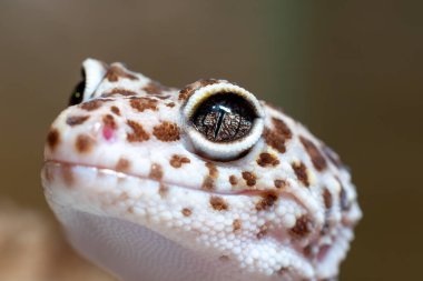 Büyüleyici bir leopar kertenkelesinin çeyrek portresi. Yoğun ve açık gözüne odaklanmış bir şekilde ele geçirilmiş. Fotoğraf, sürüngenin eşsiz dikey gözbebeğini ve göz içindeki karmaşık çizgi ağını vurgular..