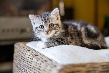 Hasır sepetin içinde dinlenen küçük, tüylü bir kedinin sevimli ve sevimli bir yakın çekimi. Büyük, masum gözleri doğrudan kameraya bakarken bu görüntü genç bir kedinin merakını ve tatlılığını yakalıyor..