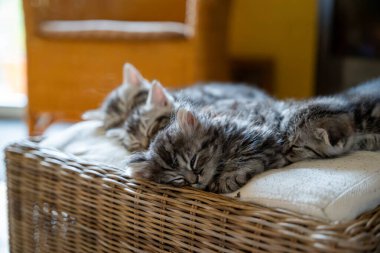Huzurlu ve tapılası bir görüntü, üç tüylü gri tekir kediyi kırsal bir sepetin içinde şekerleme yaparken yakalıyor. Yumuşak beyaz bir yastığın üzerinde dinlenen kedicikler, rahatlığı ve güvenliği simgeleyen, tamamen rahat görünüyorlar..