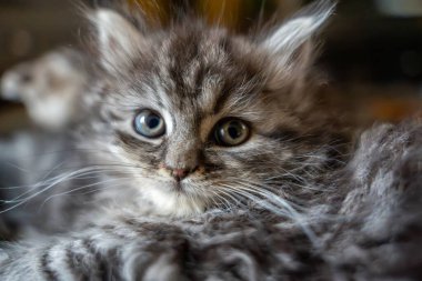 Çekici bir yakın plan portresi, sevimli, tüylü, büyük, meraklı gözleriyle kameraya bakan bir kedi yavrusu. Koyu çizgili gümüşi-gri kürkü, masumiyetini ve çekiciliğini vurgulayan yumuşak, doğal ışıkla güzelce vurgulanmıştır.. 