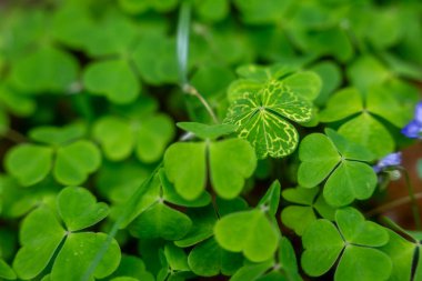 Yeşil yonca yapraklarından oluşan yemyeşil bir halıya canlı bir yakın çekim. Karmaşık sarımsı desenli tek bir yaprak. Bu detaylı çekim, ormanlık arazi örtüsünün, muhtemelen Wood Sorrel 'in taze büyümesini ve narin güzelliğini vurgular..