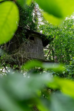 Canlı yeşil bir ormanın derinliklerine kurulmuş büyüleyici, kırsal bir ağaç evi keşfedin. Yumuşak odaklı yeşilliklerle çerçevelenmiş bu ahşap saklanma yeri, gizli bir kaçış ve çocukluk macerası hissi uyandırıyor. Eşsiz yaşam temaları için mükemmel.