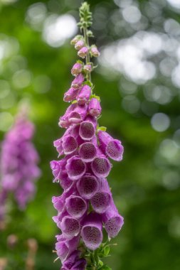 Göz alıcı pembe yüksükotu (Digitalis purpurea) çiçeğinin parlak yağmur damlalarıyla süslenmiş güzel bir yakın çekimi. Benekli iç kısımları yumuşak, doğal yeşil bir arka plana karşı duran çan şeklindeki kendine özgü çiçekleri..
