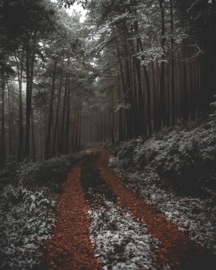 Yoğun, karanlık ve yemyeşil bir ormanı kesen, hafif karla kaplı, dolambaçlı bir orman yolunun anımsatıcı bir görüntüsü. Kırmızımsı kahverengi yolun, sessiz beyaz kar ve koyu yeşil-siyah ağaçlara karşı kontrastı güçlü, dengesiz bir atmosfer yaratır..