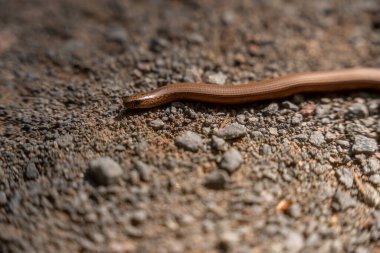Yavaş bir solucanı (Anguis fragilis) yakalayan detaylı bir yakın plan çekimi, dokulu çakıl zeminde hareket eden büyüleyici bacaksız bir kertenkele. Sürüngenin pürüzsüz, bronz kahverengi gövdesi ve belirgin kafası keskin bir odak noktasındadır ve benzersiz özelliklerini vurgular..