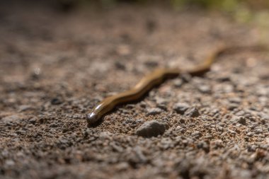 Yavaş bir solucanı (Anguis fragilis) yakalayan detaylı bir yakın plan çekimi, dokulu çakıl zeminde hareket eden büyüleyici bacaksız bir kertenkele. Sürüngenin pürüzsüz, bronz kahverengi gövdesi ve belirgin kafası keskin bir odak noktasındadır ve benzersiz özelliklerini vurgular..