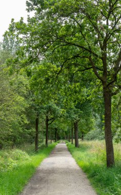 Sakin ve mükemmel simetrik çakıl yolu, doğal bir gölgelik oluşturan çift sıra uzunluğunda, yemyeşil ağaçlar tarafından çerçevelenmiş mesafeye kadar uzanır. Bu davetkar orman caddesi barışı, doğal güzelliği ve yön duygusunu temsil ediyor..