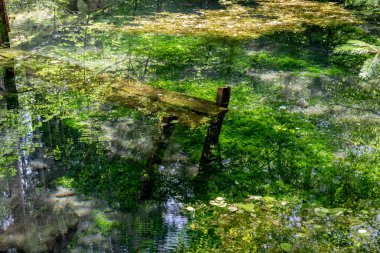 Sualtı Tahta Yapısı: Temiz Orman Göleti & Yeşil Su Bitkileri