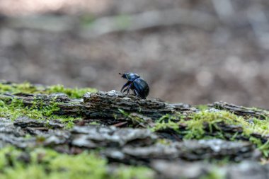 Koyu yeşil yosunlarla süslenmiş dokulu ağaç kabuğunda sürünen koyu renkli, yanardöner bir böceğin detaylı bir yakın çekimi. Bu keskin makro çekim bir böceğin doğal orman ortamındaki karmaşık güzelliğini gözler önüne seriyor..