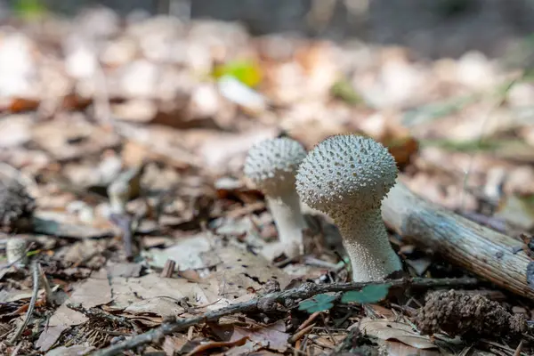 Güneş lekeli orman zemininde düşen yapraklar ve dallar arasında büyüyen desenli mantarlı iki narin tütsülenmiş mantarın yakın çekim görüntüsü. Bu detaylı çekim, orman mantarlarının doğal ortamlarındaki ince güzelliklerini yakalar..