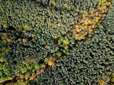 Bu yüksek çözünürlüklü hava fotoğrafı, turuncu, sarı ve yeşil gölgelerin hareketli gölgelerinin kayan tepeler boyunca zengin bir duvar halısı oluşturduğu yoğun bir karışık ormanı sonbaharda yakalar..