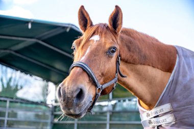 Güzel kahverengi bir atın büyüleyici yakın plan portresi, narin gözlerini, belirgin beyaz alevini ve zarif siyah yuları sergiliyor. Bu görkemli körfez atı sakin bir şekilde bir açık hava binicilik ortamında duruyor, muhtemelen bir ahır ya da çayırda..