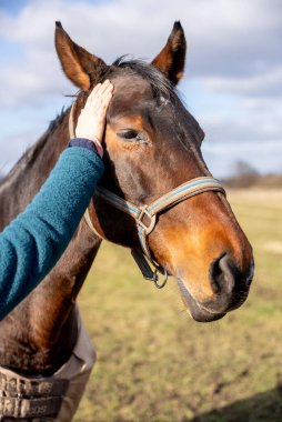 Hassas ve samimi bir yakın çekim bir insan ve görkemli bir körfez atı arasındaki derin bağı yakalıyor. Nazik bir el atın başını hafifçe okşar. Kapalı ya da kısmen kapalı gözleri bir sakinlik, rahatlık ve güven hissi verir..