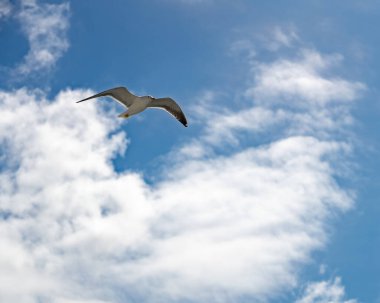 Zarif bir uçuştaki görkemli bir martının çarpıcı görüntüsü, parlak, mavi gökyüzüne karşı zahmetsizce süzülüyor. Kuşun beyaz tüyleri ve genişleyen kanatları keskin detaylarla yakalanır, özgürlüğü ve hareketi sembolize eder..