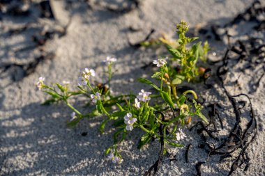 Çok güzel odaklanmış bir yaban arısını yakına çekerek küçük, büyüleyici, beyaz ve açık mor kır çiçeklerini özenle tozlaştırarak kumlu ve çakıllı zeminde gelişen bir yaban arısı. Sığ alan derinliği karmaşık detayları mükemmel bir şekilde vurguluyor..