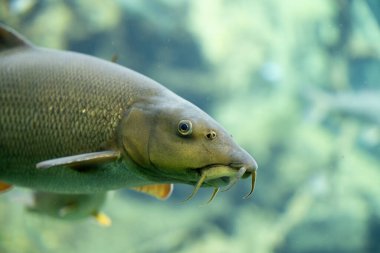 Bu büyüleyici yakın plan portrede bir Barbel balığının karmaşık detaylarını keşfedin, benzersiz özelliklerini mükemmel bir şekilde sergiliyor. Görüntü keskin bir şekilde balığın kafasına odaklanarak, karakteristik uzun dikenlerini, parlak gözlerini ve deri dokusunu vurgular..
