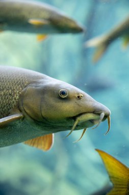 Bu büyüleyici yakın plan portrede bir Barbel balığının karmaşık detaylarını keşfedin, benzersiz özelliklerini mükemmel bir şekilde sergiliyor. Görüntü keskin bir şekilde balığın kafasına odaklanarak, karakteristik uzun dikenlerini, parlak gözlerini ve deri dokusunu vurgular..