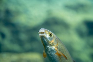 Bir tatlı su balığının, muhtemelen bir Chub ya da Dace balığının bu ilgi çekici yakın çekimine ağzını açık tutarak eşsiz bir anı yakalayın. Kristal berraklığında, mavi-yeşil sudaki bu anlamlı portre balığın detaylı pullarını vurgular..