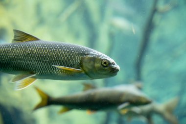 Tatlı su Chub balığının kristal berrak, mavi-yeşil suda zarif bir şekilde yüzüşünün detaylı bir yakın çekimi. Bu resim, balık pullarını ve başındaki ve vücudundaki belirgin küçük beyaz noktaları eşsiz bir şekilde vurgular..