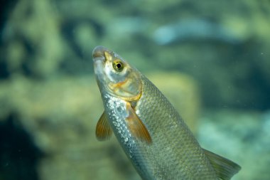 Çekici bir yakın plan, bir tatlı su balığını tetikte bir anda yakalar, berrak, yeşilimsi mavi sulardan yukarıya doğru bakar. Gümüş-gri pulları parıldıyor, kafasında altın ve yeşil yanardağ ve solungaç kaplamalarıyla tamamlanıyor..
