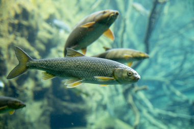 Etkin bir tatlı su balığı grubunun yer aldığı dinamik bir sualtı sahnesi keşfedin, kafasında ve pullarında belirgin beyaz lekeler olan belirgin bir Chub da dahil. Bu işaretler, üreme etkinliğini gösteren doğal yumurtlama tüberküllerini simgeliyor olabilir..