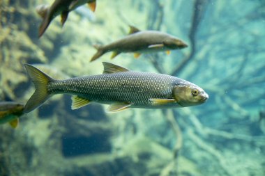 Çarpıcı bir yakın plan, kristal berrak, yeşilimsi mavi suda zarif bir şekilde yüzen büyük, gümüşi bir tatlı su balığı yakalar. Detaylı pulları ve ince yüzgeç renkleri suda filtrelenen doğal ışık tarafından güzelce vurgulanmıştır..