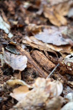 Büyüleyici bir yakın plan, bir orman zemininin karmaşık dokularını ortaya çıkarır. Sıcak kahverengiler ve portakallar içinde kurumuş sonbahar yapraklarından oluşan zengin bir duvar halısı, doğal ahşap döküntüleri ile karışmıştır. Her element bozunmanın canlı modeline katkıda bulunur..