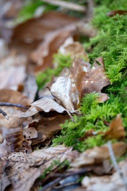 Orman zeminindeki mevsimlerin ve dokuların büyüleyici etkileşimini bu samimi yakın çekimle keşfedin. Görüntü, kahverengi ve bej renklerin farklı tonlarında kuru ve düşmüş sonbahar yapraklarından oluşan bir koleksiyonla güzel bir tezat oluşturuyor..