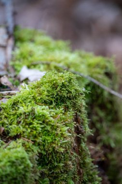 Ormanın büyüleyici güzelliğini keşfedin. Bu yakın çekim görüntüsüyle canlı, yemyeşil yosunlar çürüyen bir kütükte gelişiyor. Yosunların karmaşık dokusu zengin, dalgalı bir yüzey yaratır. Doğanın titiz detaylarını gözler önüne serer..