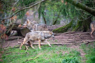 Uçsuz bucaksız, doğal çevrelerinde gezinen iki görkemli gri kurdun ilgi çekici bir görüntüsü. Önde gelen kurt, zarafetini sergilerken, arka planda sakince duran başka bir kurt tarafından yakalanır..
