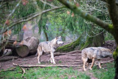 Doğal çevrelerinde iki görkemli gri kurtun büyüleyici bir tasviri var. Bir kurt ön planda tetikte beklerken, diğeri kasten zengin orman ortamında hareket ediyor. Sahne, yemyeşil ağaçlarıyla.