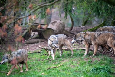Gri bir kurt sürüsünün karmaşık sosyal dinamiklerinin geniş, doğal çevrelerinde güçlü bir tasviri. Çoklu kurtlar, karmaşık iletişim ve hiyerarşik davranışlarını sergiledikleri bir etkileşim anında yakalanırlar..
