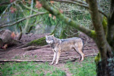 Uyanık gri bir kurdun güçlü ve büyüleyici bir portresi, gözleri doğrudan izleyiciye çevrelenmiş, kontrollü ortamında hem merak hem de vahşi zarafeti iletiyor. Bu detaylı çekim, dokulu kürkü güzelce yakalıyor..