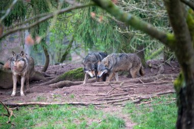 Geniş, doğal çevreleri içinde sosyal etkileşime giren gri bir kurt sürüsünün güçlü ve samimi bir tasviri. Üç kurda belirgin bir şekilde yer verilirken, ikisinin ortasında da yakın bir bağ olduğu görülüyor..