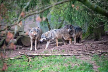 Uçsuz bucaksız, doğal çevrelerinde etkileşen gri bir kurt sürüsünün ilgi çekici ve samimi bir anı. Üç kurt açıkça görülüyor, sosyal dinamiklerini ve yemyeşil ağaçların arka planına karşı bireysel duruşlarını sergiliyorlar.