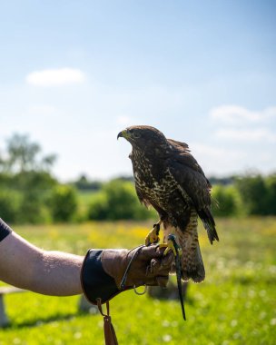 Şahinin Eline Konan Görkemli Şahin: Güçlü Yırtıcı Kuş, Şahin Görüntüsü, Doğanın Görkemi ve Açık Hava Vahşi Yaşam Sahnesi